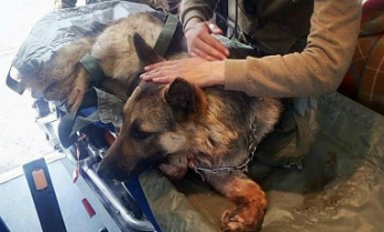 Пес спас двоих бойцов АТО, прикрыв их собой: фото