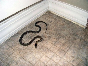 Люди не знают, как избавиться от змеи, которая заползла в дом