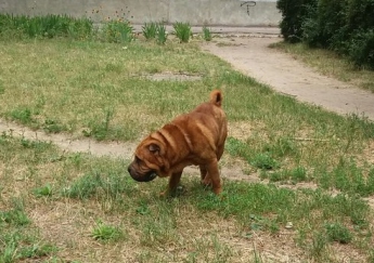 В соцсети опубликовали фото породистого пса, который ищет своих хозяев (фото)