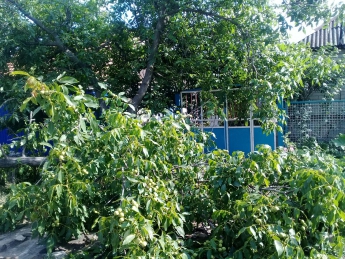 Облэнерго "пустило под нож" деревья в частном секторе (фото)