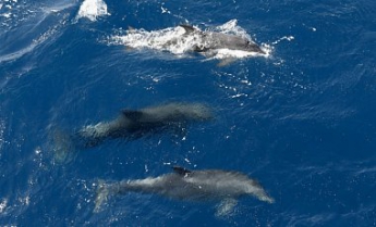 Массовая гибель дельфинов в оккупированном Крыму: названы причины