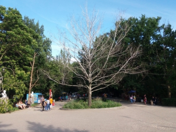 В парке спилили памятник сухостою (фото)