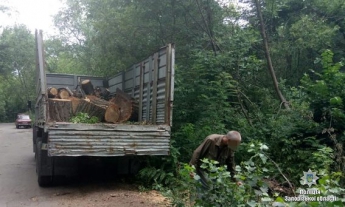 В Запорожье лесники незаконно вырубали деревья – ФОТО