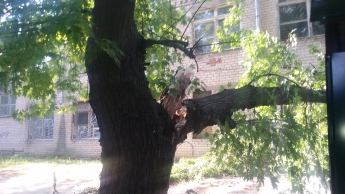 В центре города рухнуло старое дерево (фото)