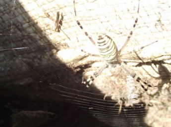 Из-за жары активизировались ядовитые пауки (фото)