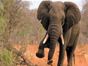 В Индии слон затоптал любителя селфи (видео)