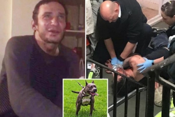 В Лондоне собака, наевшись кокаина, загрызла хозяина
