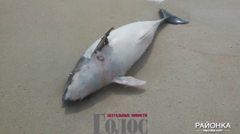 На запорожском курорте на берег выбросило мертвого дельфина (ФОТО)