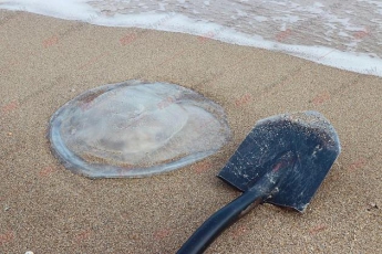 На берег в Бердянске выбросило 10-килограммовую медузу (фото)