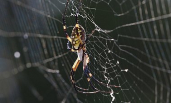 Ученые объяснили, почему люди боятся пауков