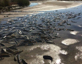 Гибель рыбы в Молочном лимане назвали  «стихийным природным явлением»