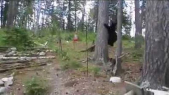 Домашний кот загнал медведя на дерево (ВИДЕО)