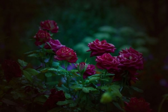 В Запорожье любовники выкопали розы из городской клумбы