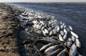 Фирму, расчищавшую Молочный лиман накануне массовой гибели рыбы, оштрафовали на 76 миллионов по другому делу