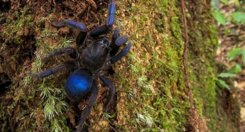 В Южной Америке обнаружили уникального синего паука (фото)
