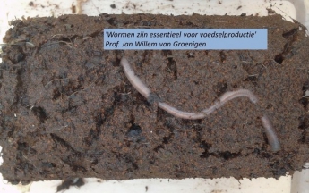 Дождевые черви принесли потомство в "марсианском" грунте - ученые (видео)