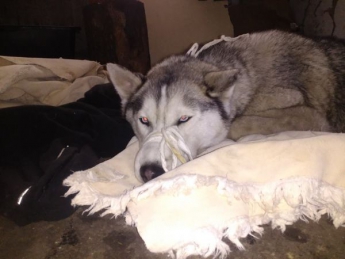 Под Запорожьем нашли породистого пса с рваными ранами (Фото)