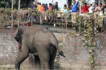 Слон затоптал насмерть: шокирующая история отдыха в Таиланде