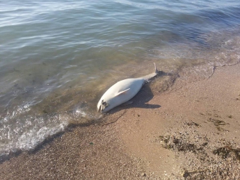 В Бердянске на пляже нашли труп краснокнижного животного (фото)