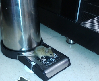В кафе популярной сети заправок мышь лакомилась молоком на столе с кофемашинами (фото)