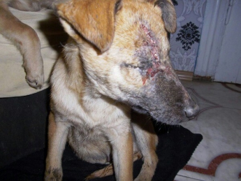 Изверги избили двоих щенков так, что они остались без глаз (фото)