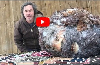 Замороженную голову снежного человека показали всему миру: видео