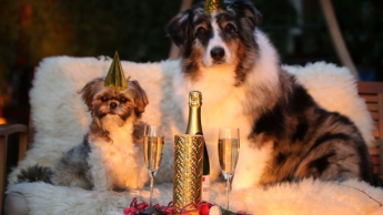 Правила встречи года Желтой Собаки: много мяса и зелени, но без свечей