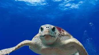 Во Флориде спасли 100 замерзших черепах (видео)
