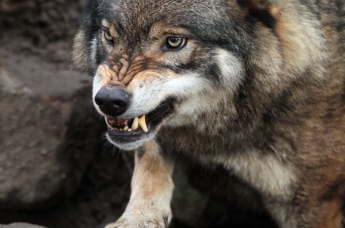 Донбасские волки осваивают Днепропетровщину: насколько все серьезно