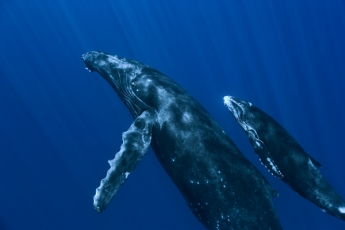 Горбатый кит спас женщину от тигровой акулы - видео