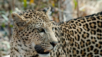 В зоопарке леопард схватил ребенка за голову