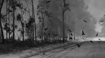 В Австралии птицы научились поджигать леса