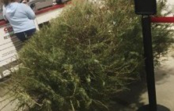 В США женщина вернула в магазин рождественскую елку, потому что "дерево умерло"