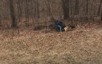 Собаки помешали американцу выбросить елку