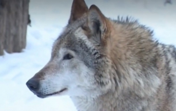 В Житомирской области волки нападают на село (видео)