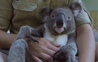 На видео показали "самую спокойную" коалу в мире