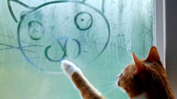 Ученые назвали 10 главных причин завести кота
