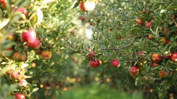 Здоровье: почему необходимо есть яблоки