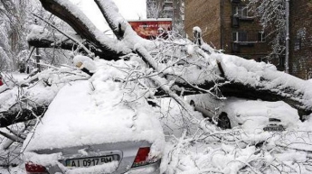 В Киеве дерево рухнуло на припаркованные авто (фото)