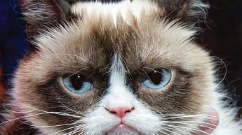 Злой кот "отсудил" у кофейной компании $710 тысяч