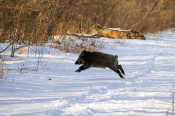 «Метнуться кабанчиком»: запорожский фотограф поделился милыми фото из дикой природы