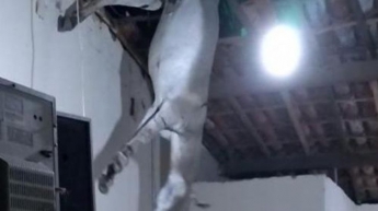 В одном из домов с потолка внезапно упал осел (видео)