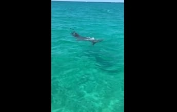 Пытавшихся съесть черепаху акул сняли на видео