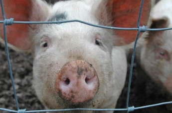 Из-за АЧС укринским фермерам возможно придется забыть о разведении свиней