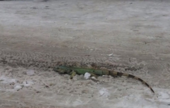 Во Львове на улице нашли метровую игуану