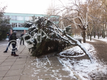 Операция "Елка". Школьники и учителя реанимировали упавшее дерево (фото)