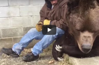 Американец показал, как утешить медведя