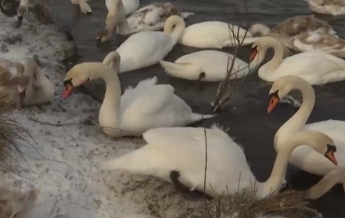 На Буковине зимует рекордное количество лебедей