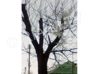 Смертельно опасное дерево появилось в центре города (фото)