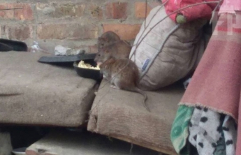 Возле запорожской многоэтажки поселились крысы - фото